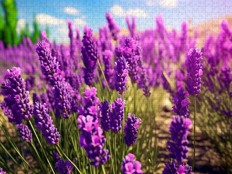 Produktbild: CALVENDO Puzzle Ein Motiv aus dem Kalender Meditation und innerer Frieden | 2000 Teile Lege-Gr&ouml;&szlig;e 90x67cm Foto-Puzzle f&uuml;r gl&uuml;ckliche Stunden