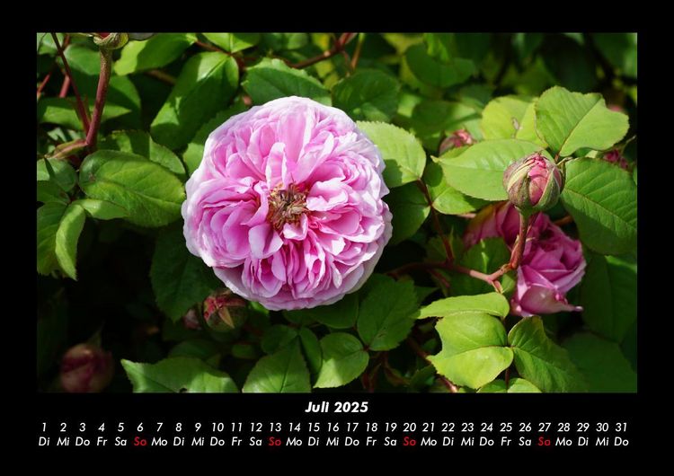 Produktbild: Blumenkalender 2025 Fotokalender DIN A3