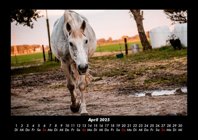 Produktbild: Pferdetraum 2025 Fotokalender DIN A3