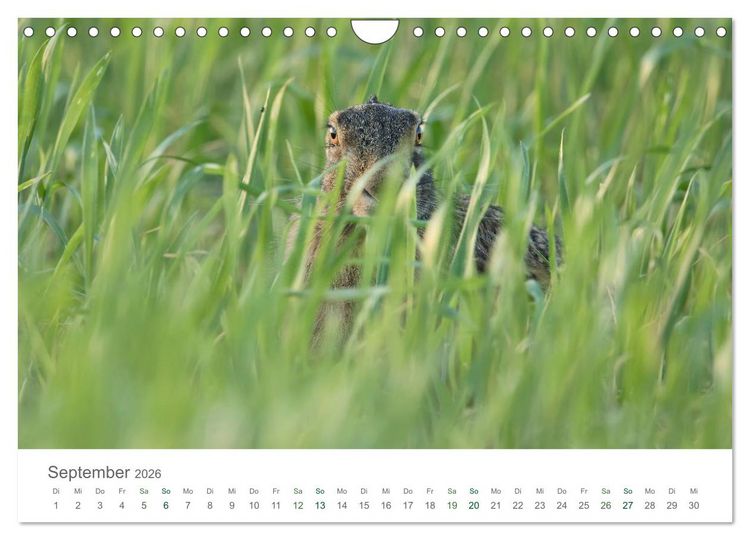Produktbild: Feldhasen - dem Langohr auf der Spur (Wandkalender 2026 DIN A4 quer), CALVENDO Monatskalender