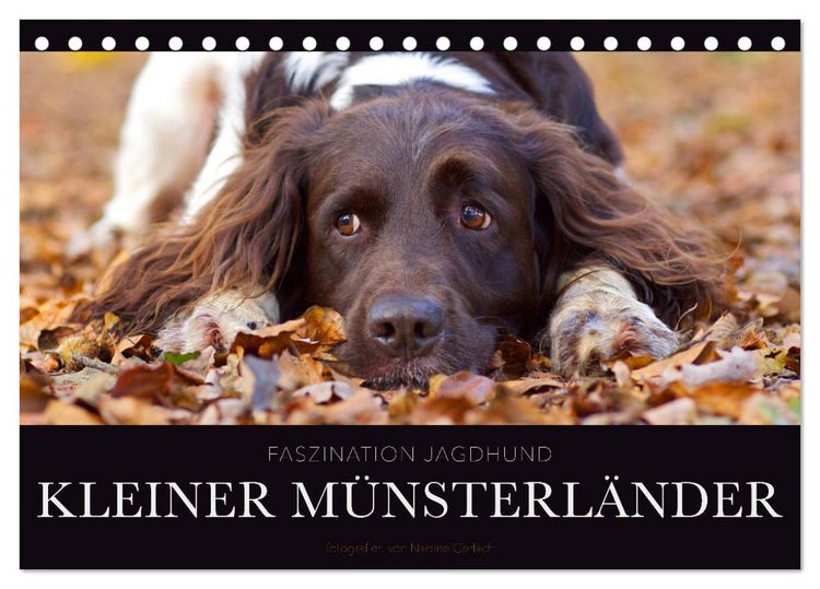Produktbild: Faszination Jagdhund - Kleiner M&uuml;nsterl&auml;nder (Tischkalender 2026 DIN A5 quer), CALVENDO Monatskalender