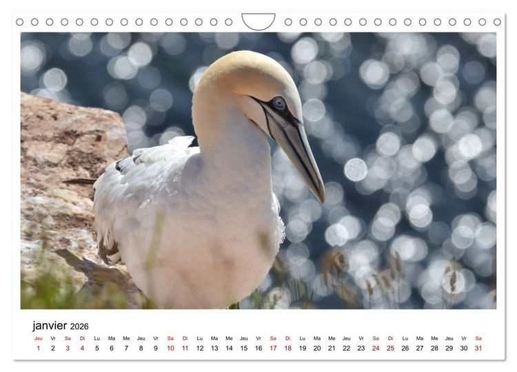 Produktbild: Fous de Bassan - Grands oiseaux marins (Calendrier mural 2026 DIN A4 vertical), CALVENDO calendrier mensuel