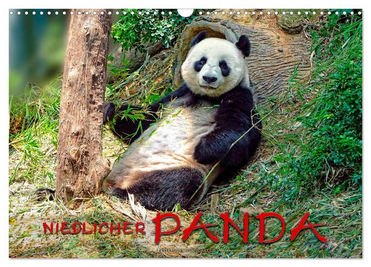 Produktbild: Niedlicher Panda (Wandkalender 2026 DIN A3 quer), CALVENDO Monatskalender