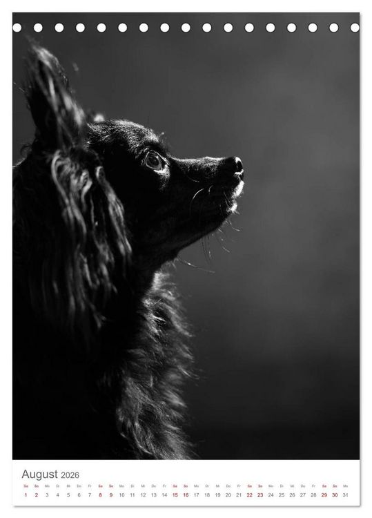 Produktbild: Fine Art Hundeportraits (Tischkalender 2026 DIN A5 hoch), CALVENDO Monatskalender