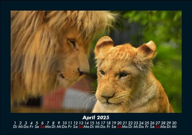 Produktbild: L&ouml;wen in der Wildnis 2025 Fotokalender DIN A5