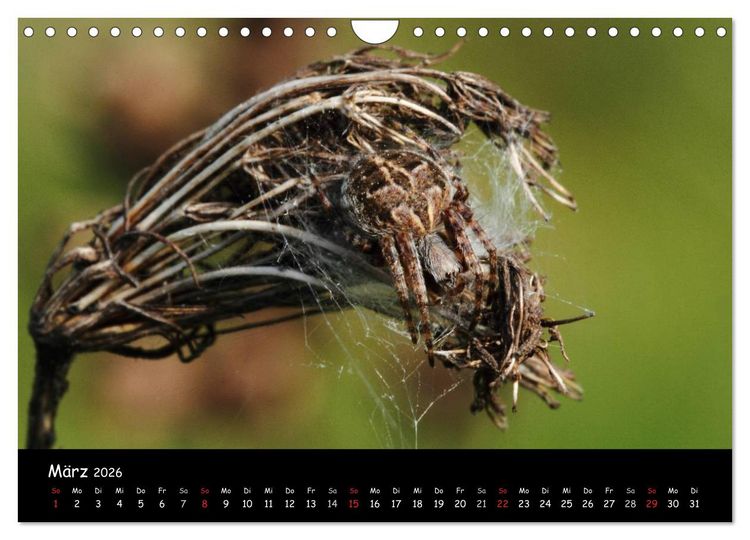 Produktbild: Heimische Spinnen (Wandkalender 2026 DIN A4 quer), CALVENDO Monatskalender
