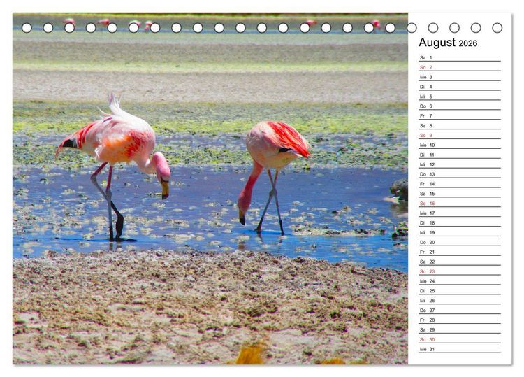 Produktbild: Mein Flamingo Planer (Tischkalender 2026 DIN A5 quer), CALVENDO Monatskalender