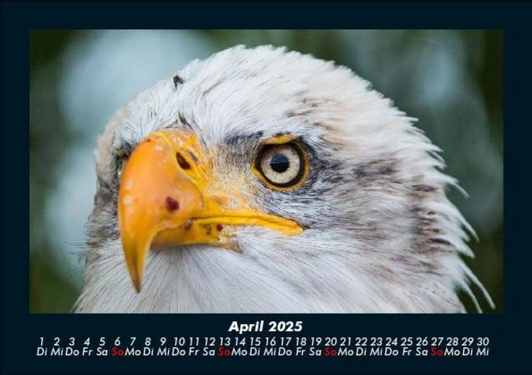 Produktbild: Adler 2025 Fotokalender DIN A5