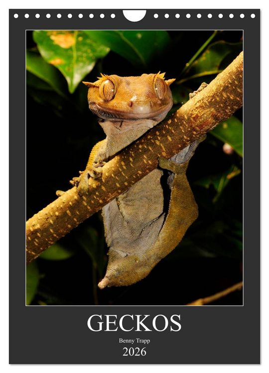 Produktbild: GECKOS (Wandkalender 2026 DIN A4 hoch), CALVENDO Monatskalender