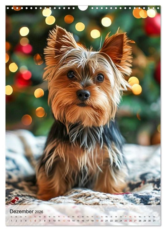 Produktbild: Yorkshire Terrier - ein Hund mit starkem Charakter (Wandkalender 2026 DIN A3 hoch), CALVENDO Monatskalender