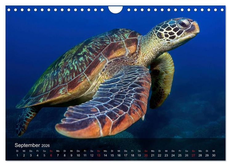 Produktbild: Schildkr&ouml;ten des Ozeans (Wandkalender 2026 DIN A4 quer), CALVENDO Monatskalender