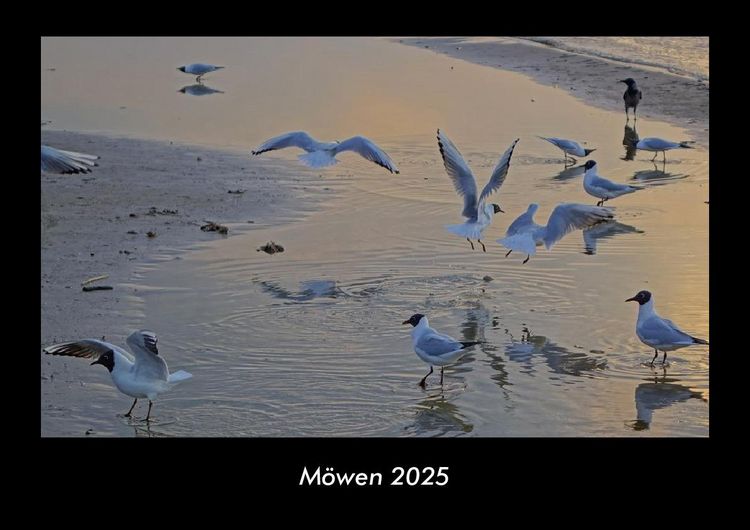 Produktbild: M&ouml;wen 2025 Fotokalender DIN A3