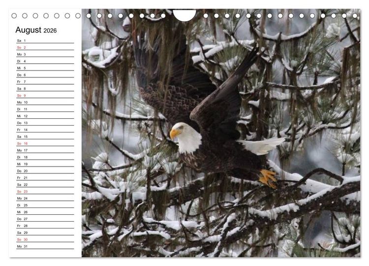 Produktbild: Wei&szlig;kopfseeadler. Symbol der Freiheit (Wandkalender 2026 DIN A4 quer), CALVENDO Monatskalender