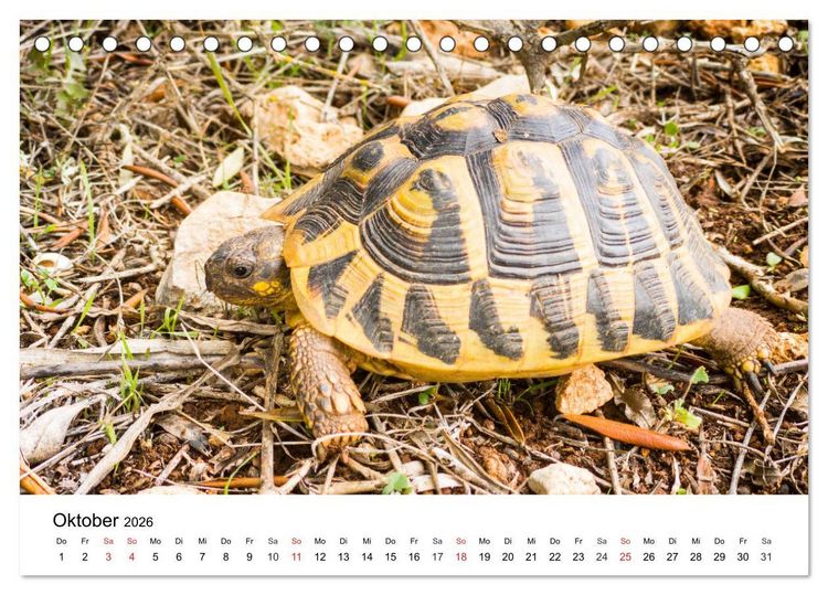 Produktbild: Wandern auf Menorca (Tischkalender 2026 DIN A5 quer), CALVENDO Monatskalender