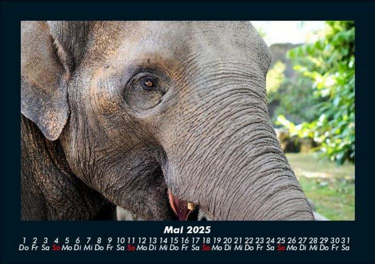Produktbild: Welt der Tiere 2025 Fotokalender DIN A5