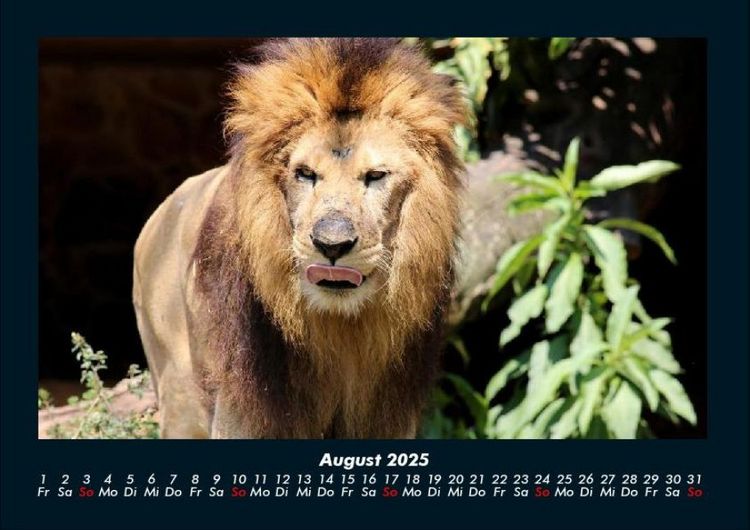 Produktbild: L&ouml;wen in der Wildnis 2025 Fotokalender DIN A4