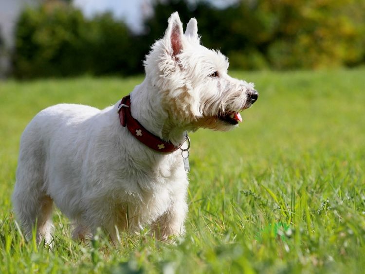 Produktbild: CALVENDO Puzzle West Highland White Terrier | 1000 Teile Lege-Gr&ouml;&szlig;e 64x48cm Foto-Puzzle f&uuml;r gl&uuml;ckliche Stunden