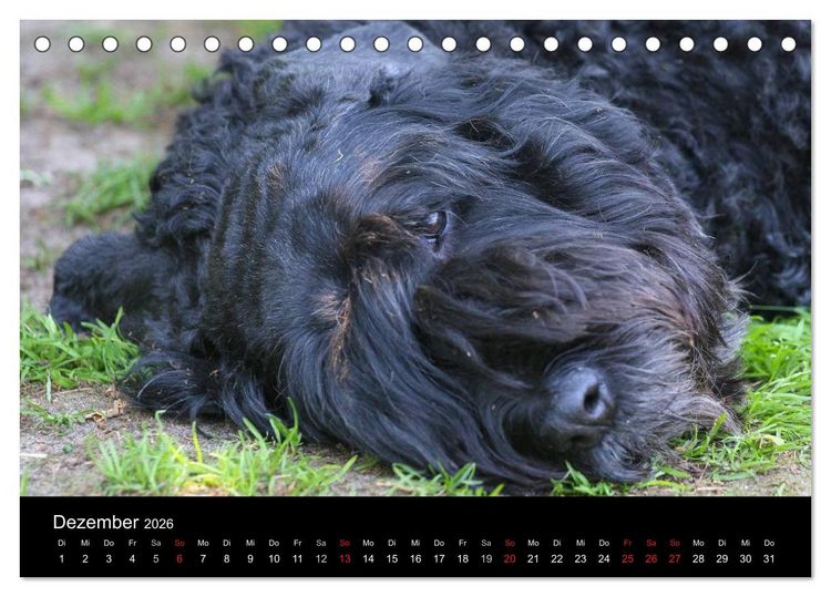 Produktbild: Bouvier des Flandres (Tischkalender 2026 DIN A5 quer), CALVENDO Monatskalender