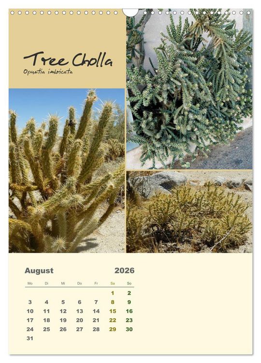 Produktbild: Kakteen der US-S&uuml;dweststaaten (Wandkalender 2026 DIN A3 hoch), CALVENDO Monatskalender