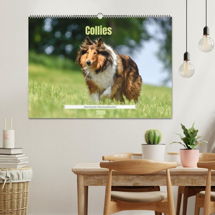 Produktbild: Collies - charmante Herzensbrecher (Wandkalender 2026 DIN A2 quer), CALVENDO Monatskalender