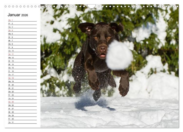 Produktbild: Labrador Retriever - Freunde f&uuml;r&acute;s Leben (Wandkalender 2026 DIN A3 quer), CALVENDO Monatskalender