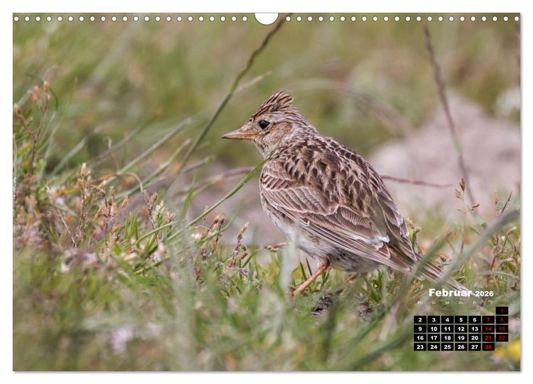 Produktbild: Die Vogelwelt der &Auml;u&szlig;eren Hebriden (Wandkalender 2026 DIN A3 quer), CALVENDO Monatskalender