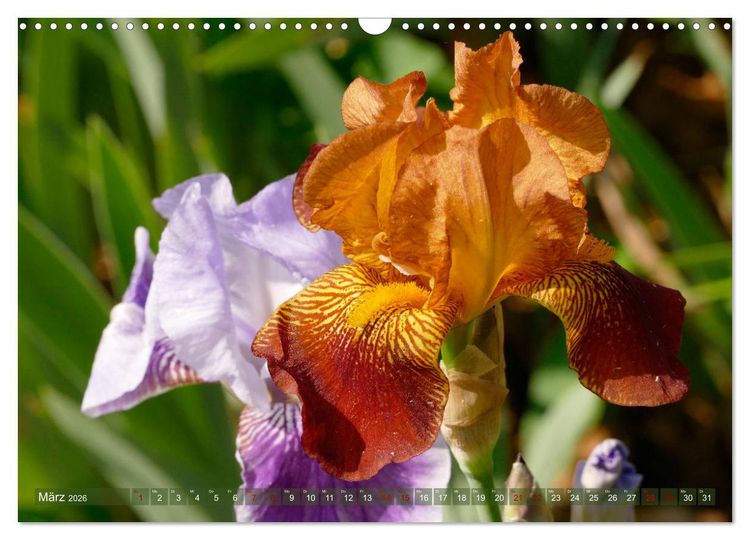 Produktbild: Iris - mond&auml;ne Gartensch&ouml;nheit (Wandkalender 2026 DIN A3 quer), CALVENDO Monatskalender