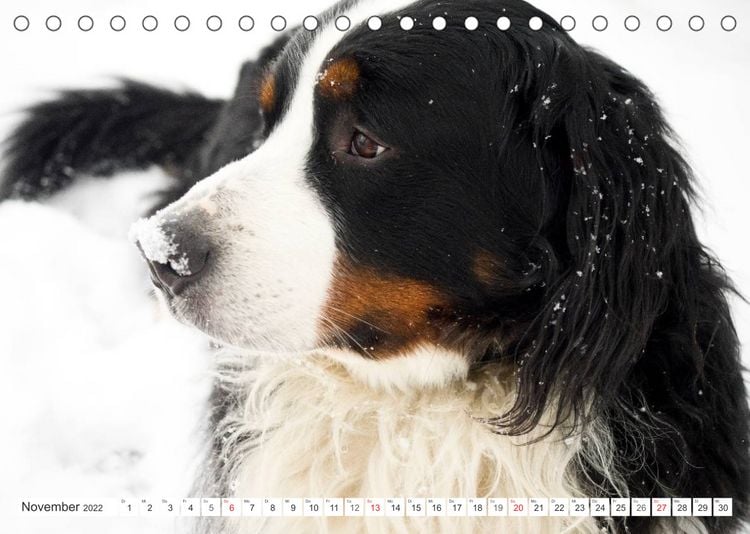 Produktbild: Tierisch nahe Berner-Portr&auml;ts (Tischkalender 2022 DIN A5 quer)