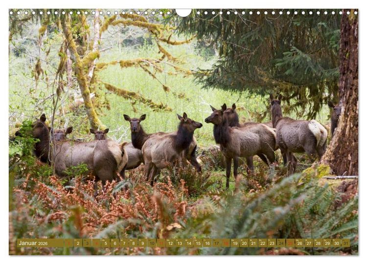 Produktbild: B&auml;r, Wolf und Co - Tiere Nordamerikas (Wandkalender 2026 DIN A3 quer), CALVENDO Monatskalender