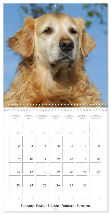 Produktbild: Happy Golden Retriever (Wall Calendar 2026 12 &times; 12 Inch) CALVENDO 12 Month Wall Calendar