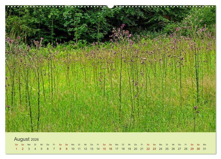 Produktbild: Wilde Blumen - ein Spaziergang durch die Natur (hochwertiger Premium Wandkalender 2026 DIN A2 quer), Kunstdruck in Hochglanz