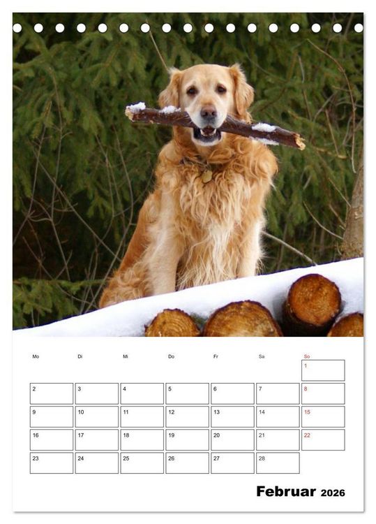 Produktbild: Gl&uuml;cklicher Golden Retriever (Tischkalender 2026 DIN A5 hoch), CALVENDO Monatskalender