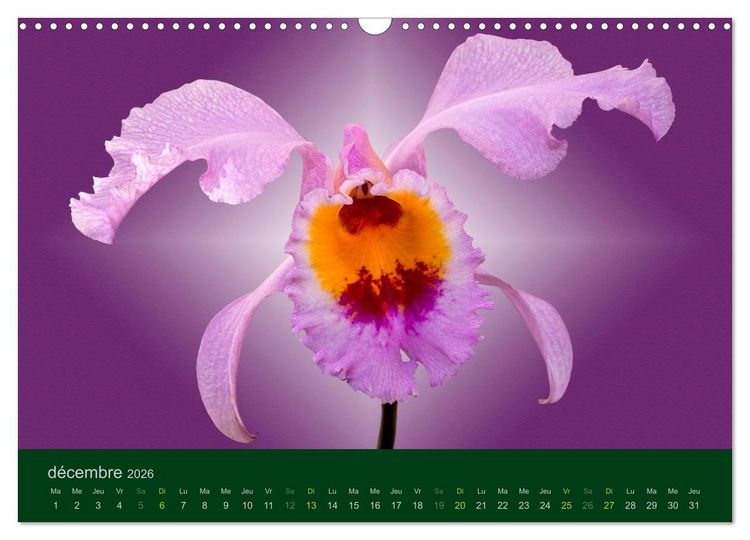 Produktbild: Les Orchid&eacute;es (Calendrier mural 2026 DIN A3 vertical), CALVENDO calendrier mensuel