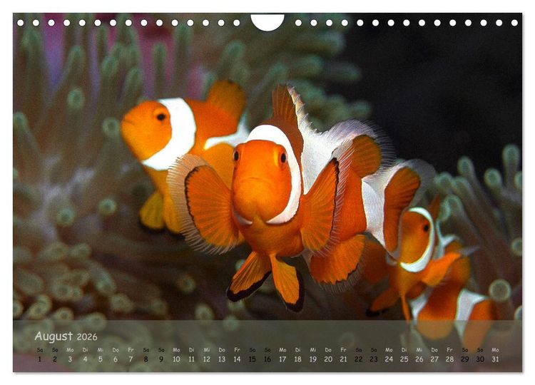Produktbild: Anemonenfische - Streitbare Gesellen (Wandkalender 2026 DIN A4 quer), CALVENDO Monatskalender