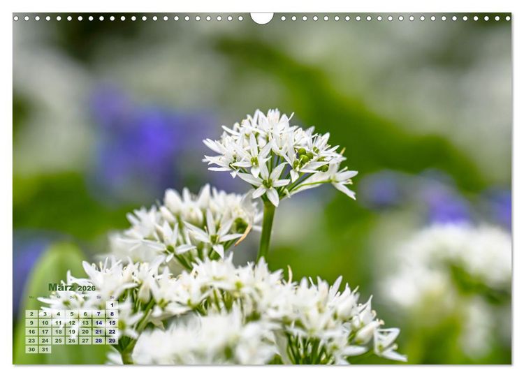 Produktbild: Fr&uuml;hlingstr&auml;ume in Wei&szlig; (Wandkalender 2026 DIN A3 quer), CALVENDO Monatskalender