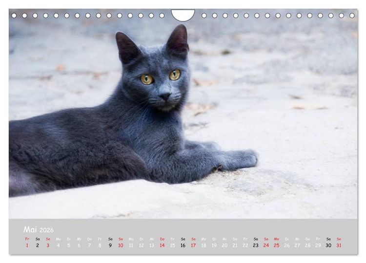 Produktbild: Katzen des S&uuml;dens (Wandkalender 2026 DIN A4 quer), CALVENDO Monatskalender