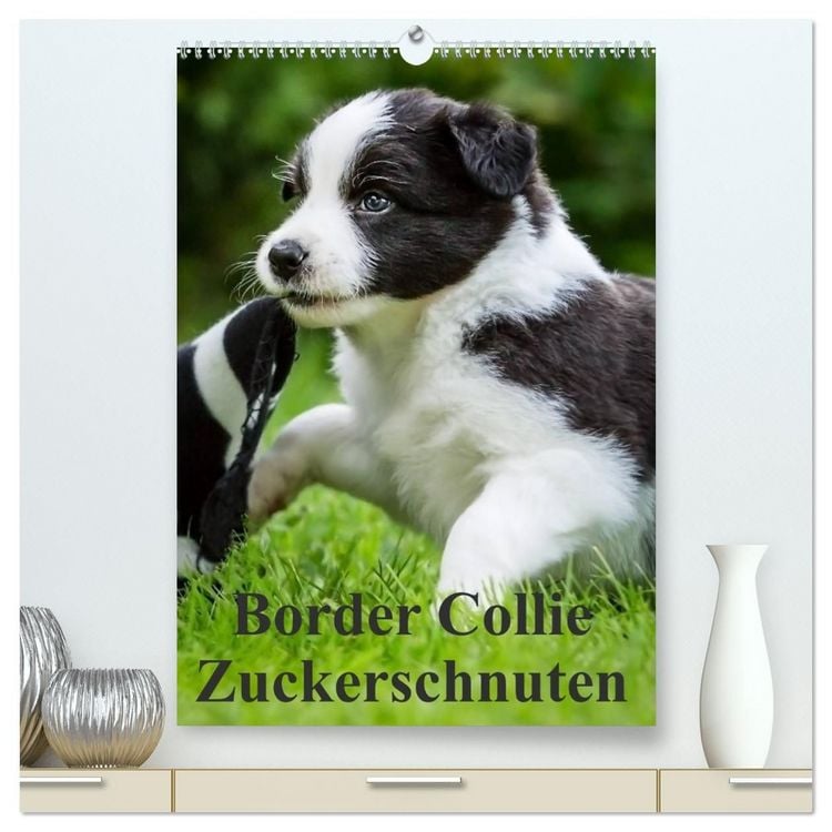 Produktbild: Border Collie Zuckerschnuten (hochwertiger Premium Wandkalender 2027 DIN A2 hoch), Kunstdruck in Hochglanz