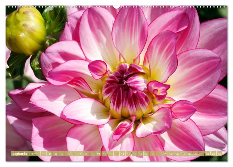 Produktbild: Une f&ecirc;te de fleurs (Calendrier mural 2026 DIN A2 vertical), CALVENDO calendrier mensuel