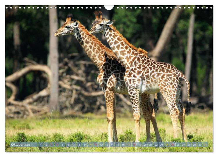 Produktbild: Giraffen - Sanftheit und Anmut (Wandkalender 2026 DIN A3 quer), CALVENDO Monatskalender