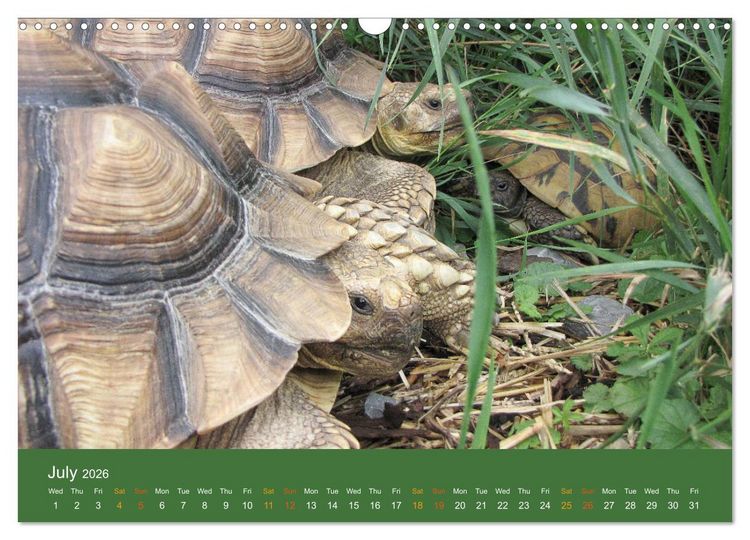 Produktbild: African spurred tortoises (Wall Calendar 2026 DIN A3 landscape), CALVENDO 12 Month Wall Calendar