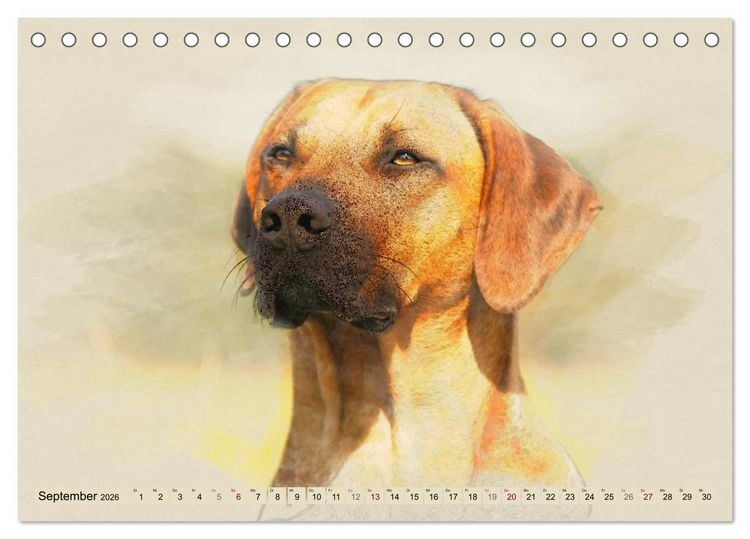 Produktbild: Rhodesian Ridgeback 2026 (Tischkalender 2026 DIN A5 quer), CALVENDO Monatskalender