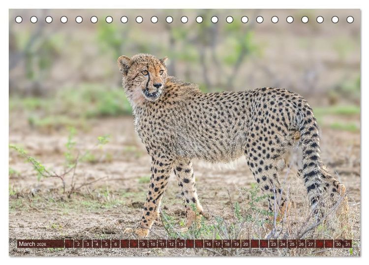 Produktbild: Amazing Cheetahs (Desk Calendar 2026 DIN A5 landscape), CALVENDO 12 Month DeskCalendar