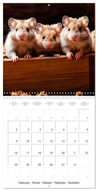 Produktbild: Sweet HAMSTERS (Wall Calendar 2026 12 &times; 12 Inch) CALVENDO 12 Month Wall Calendar