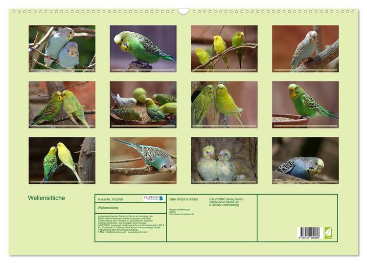 Produktbild: Wellensittiche (Wandkalender 2026 DIN A2 quer), CALVENDO Monatskalender