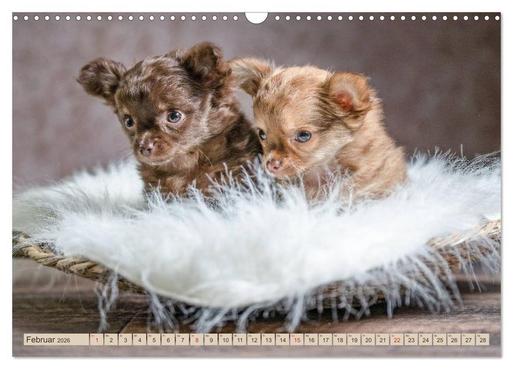 Produktbild: Chihuahua-Babys - Amy und Angel im Studio (Wandkalender 2026 DIN A3 quer), CALVENDO Monatskalender