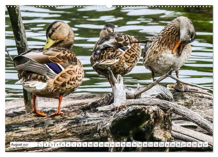 Produktbild: Das Schwenninger Moos - ein vielseitiger Lebensraum (hochwertiger Premium Wandkalender 2027 DIN A2 quer), Kunstdruck in Hochglanz