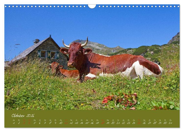 Produktbild: Friedliche K&uuml;he (Wandkalender 2026 DIN A3 quer), CALVENDO Monatskalender