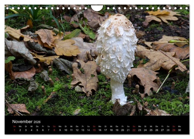 Produktbild: Pilze in Wald und Flur (Wandkalender 2026 DIN A4 quer), CALVENDO Monatskalender