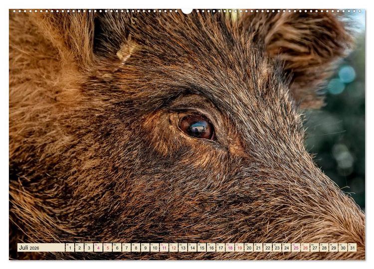 Produktbild: Unverwechselbar - Wildschwein (hochwertiger Premium Wandkalender 2026 DIN A2 quer), Kunstdruck in Hochglanz