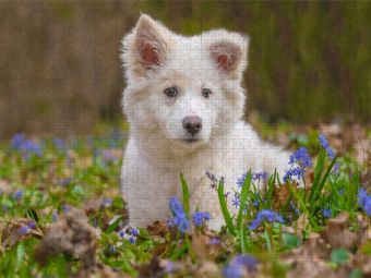 Produktbild: CALVENDO Puzzle Islandhundwelpe im Scillawald | 1000 Teile Lege-Gr&ouml;&szlig;e 64x48cm Foto-Puzzle f&uuml;r gl&uuml;ckliche Stunden
